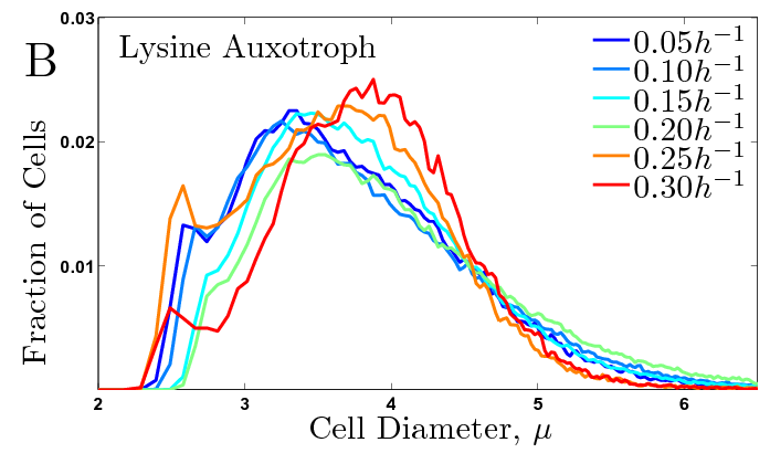 Distribution of Cell Sizes