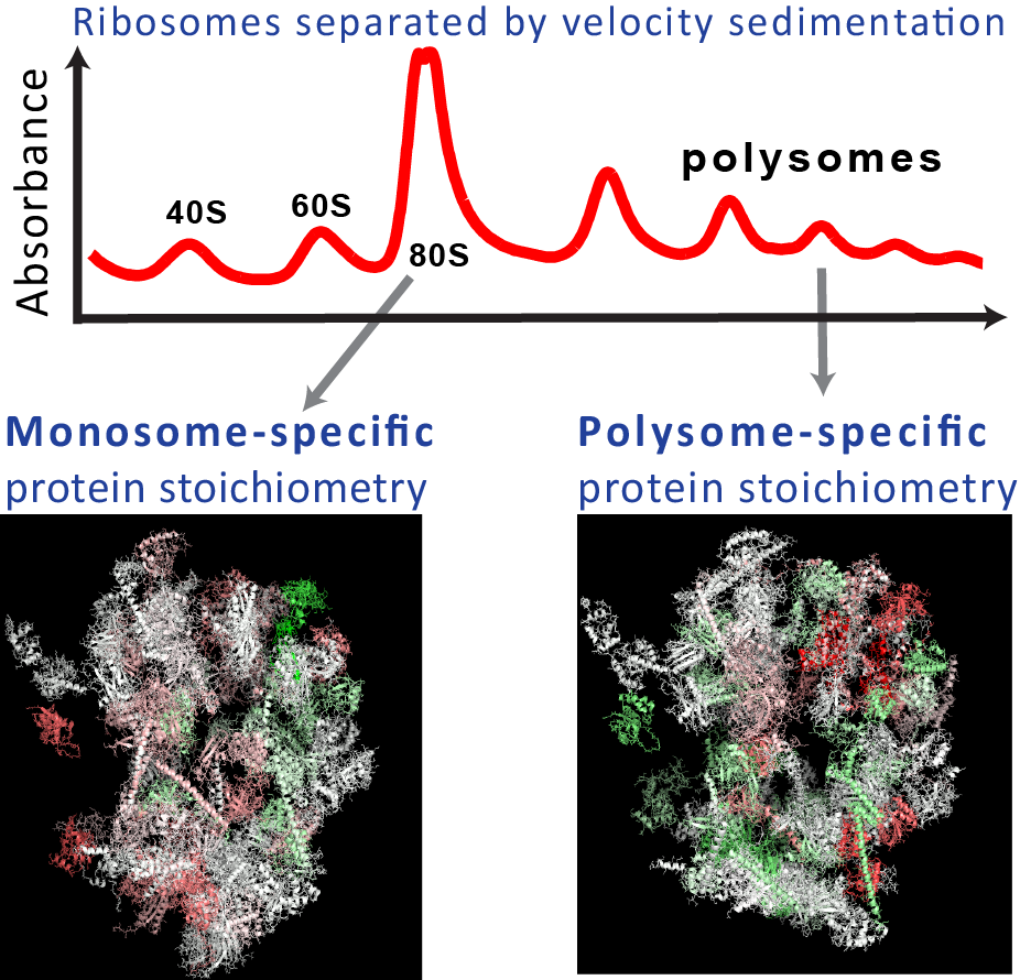 Specialized ribosomes in wild type mouse and yeast cells