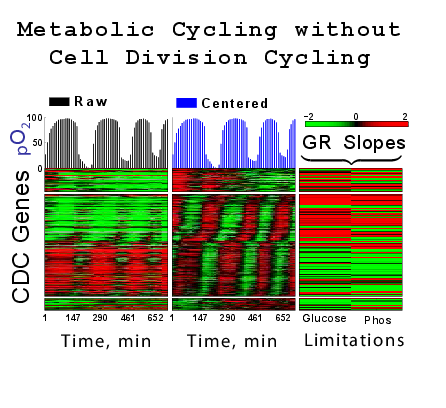 Coordination of Cell Division, Metabolism and Cell Growth Rate
